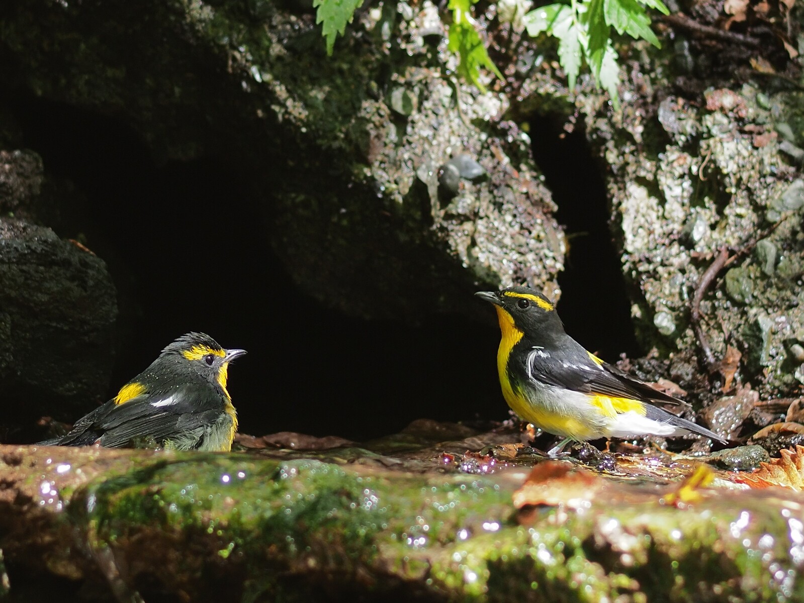 投稿 Borgedによる野鳥５態 オオルリ キビタキ 追記 21 09 26 中川光学研究室ブログ