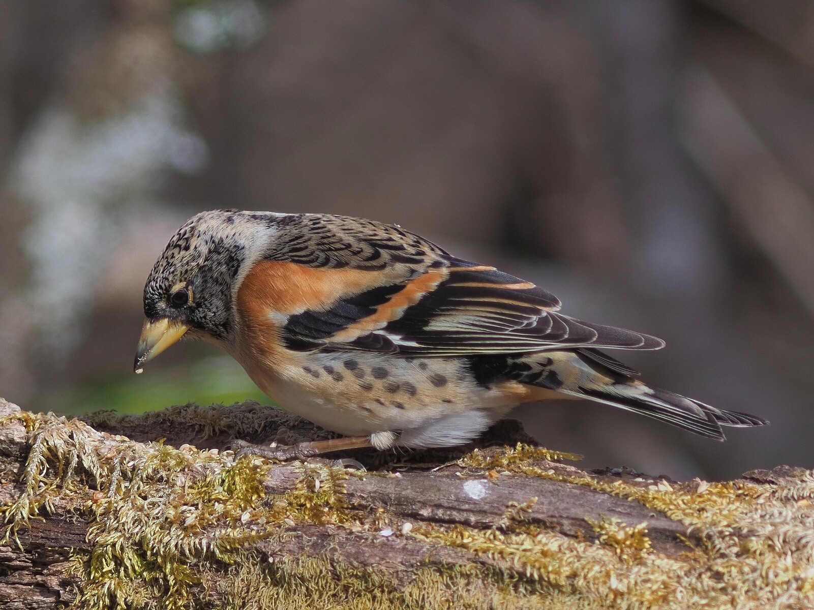 投稿:BORG89EDによる野鳥5態~ミヤマホオジロ・カシラダカ 投稿:BORG89EDによる野鳥5態~ミヤマホオジロ・カシラダカ