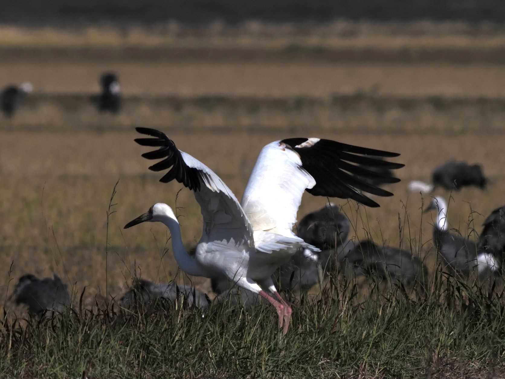 投稿 Afボーグによる野鳥５態 ソデグロヅル ミサゴ カツオドリ ニコン編 22 01 06 中川光学研究室ブログ