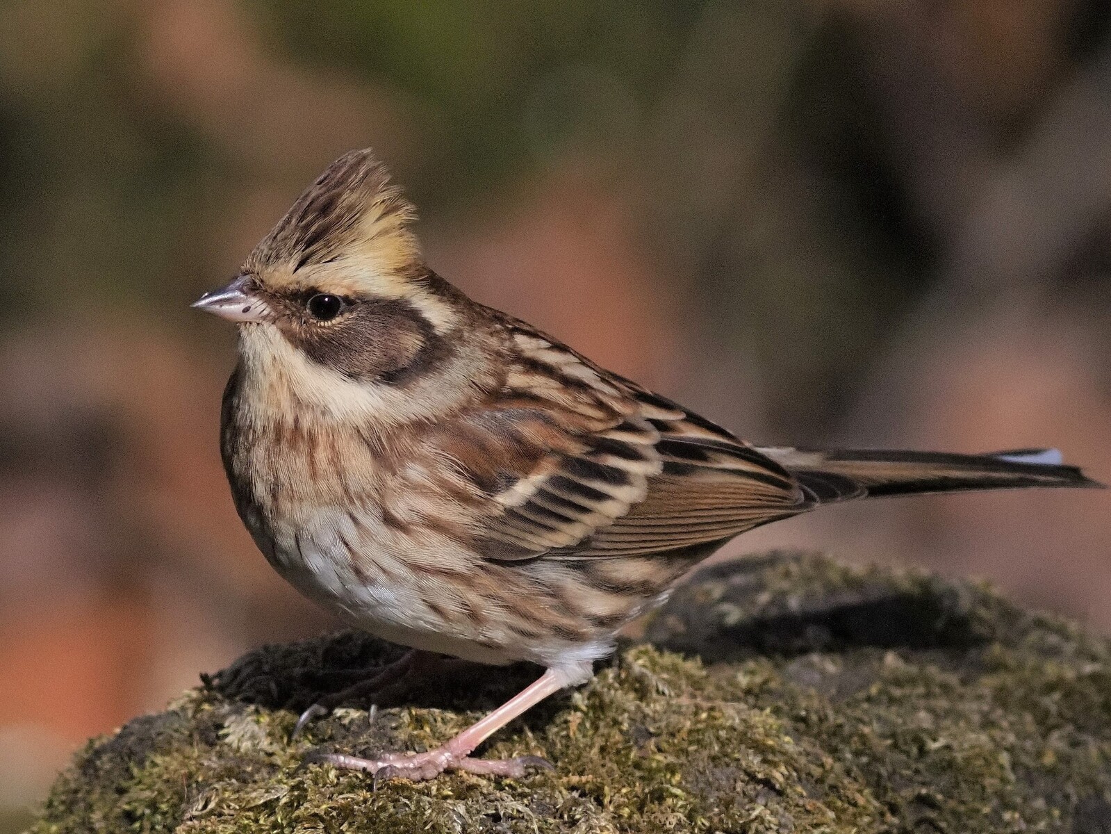 投稿:BORG89EDによる野鳥5態~ミヤマホオジロ・カシラダカ 投稿:BORG89EDによる野鳥5態~ミヤマホオジロ・カシラダカ
