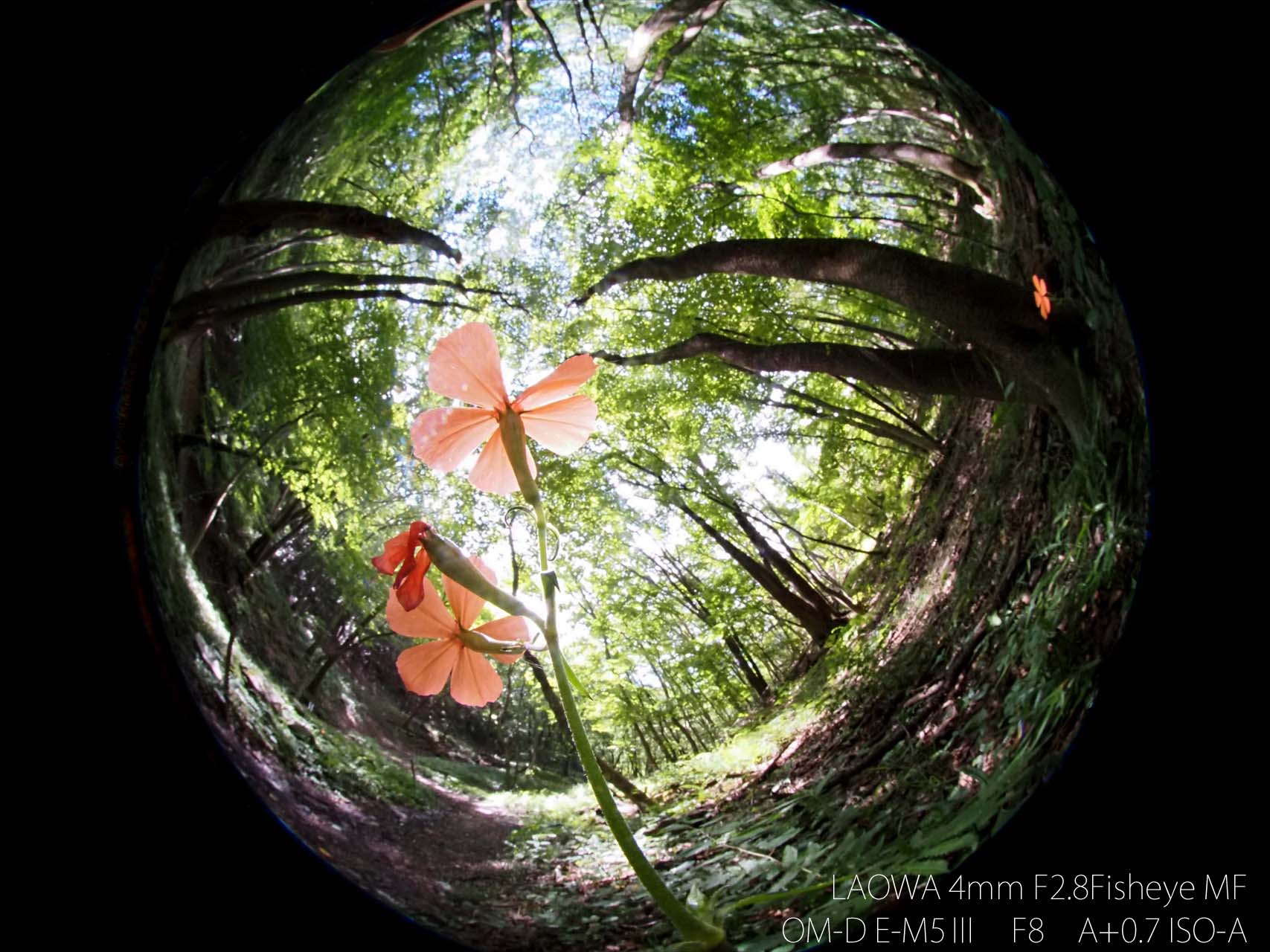 投稿：円周魚眼で花マクロ 2023/08/10 : 中川光学研究室ブログ