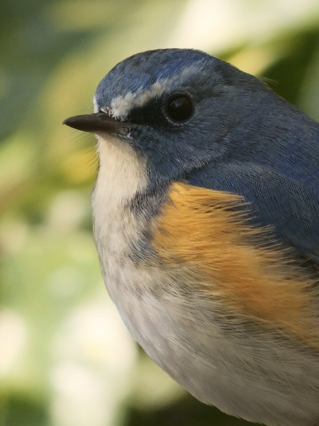 カワセミ Z663で巣作りを始めたカワセミの水浴びダイブを撮る – 酔人日月抄外伝