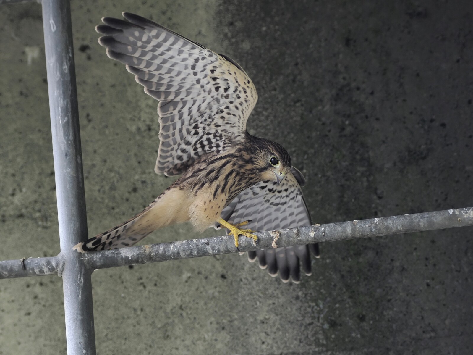 投稿：猛暑を逞しく生き抜く野鳥4態 2024/09/03 : 中川光学研究