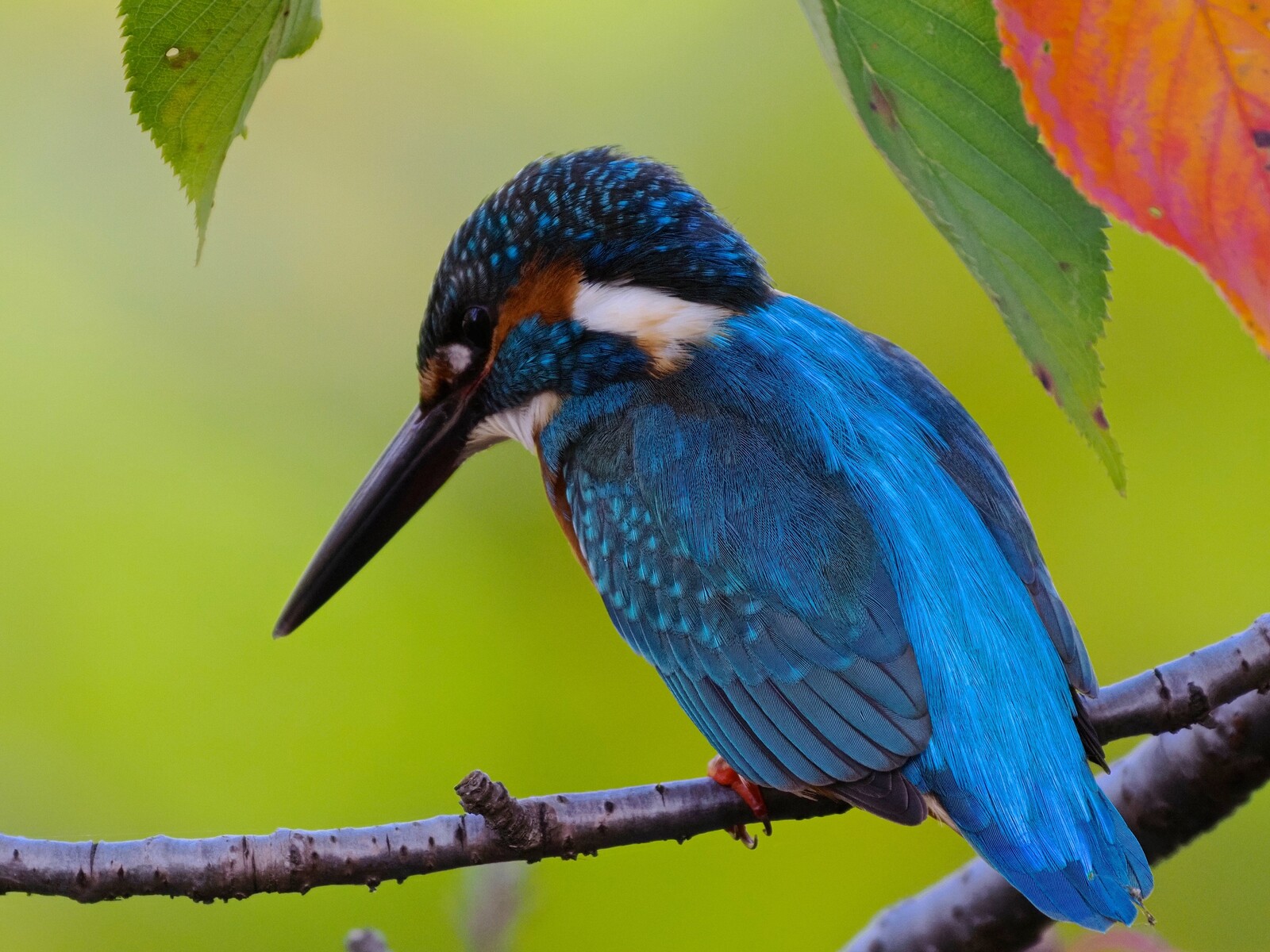 BORG71FLによる高解像度カワセミ 2019/12/31 : 中川光学研究室ブログ