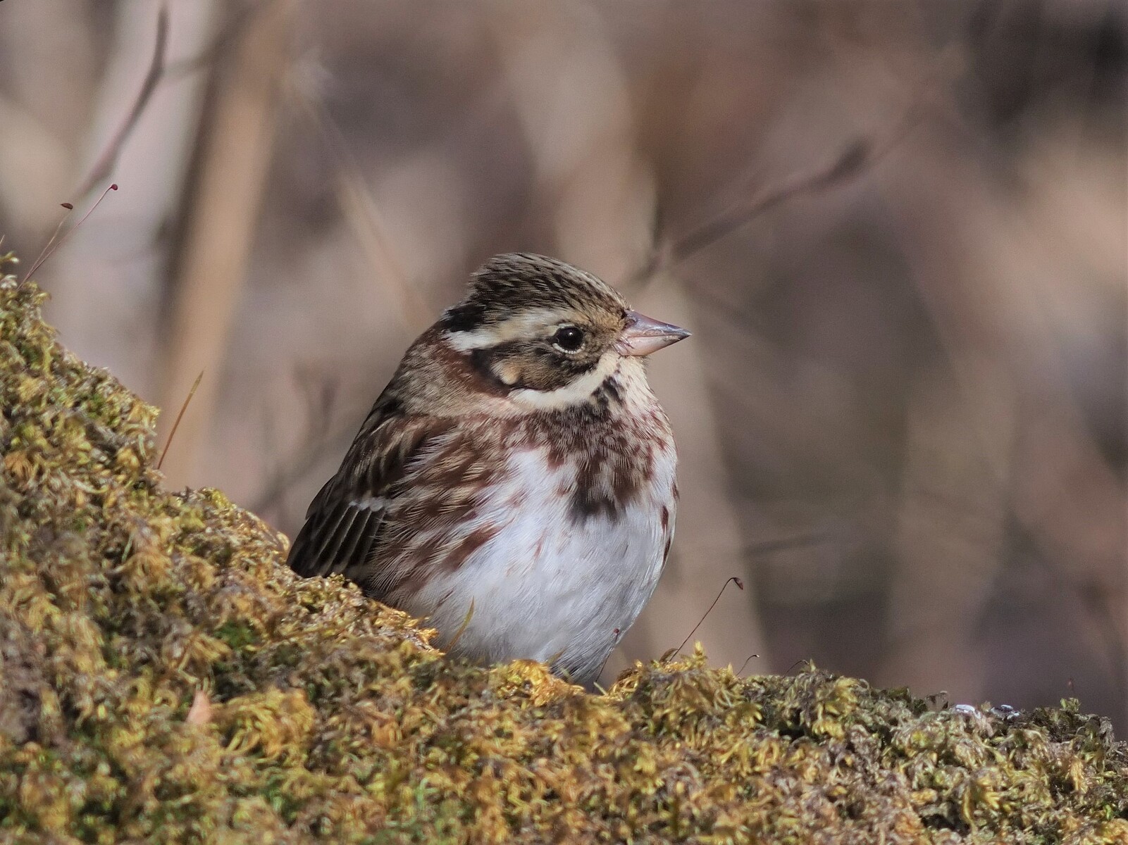 投稿:BORG89EDによる野鳥5態~ミヤマホオジロ・カシラダカ 投稿:BORG89EDによる野鳥5態~ミヤマホオジロ・カシラダカ