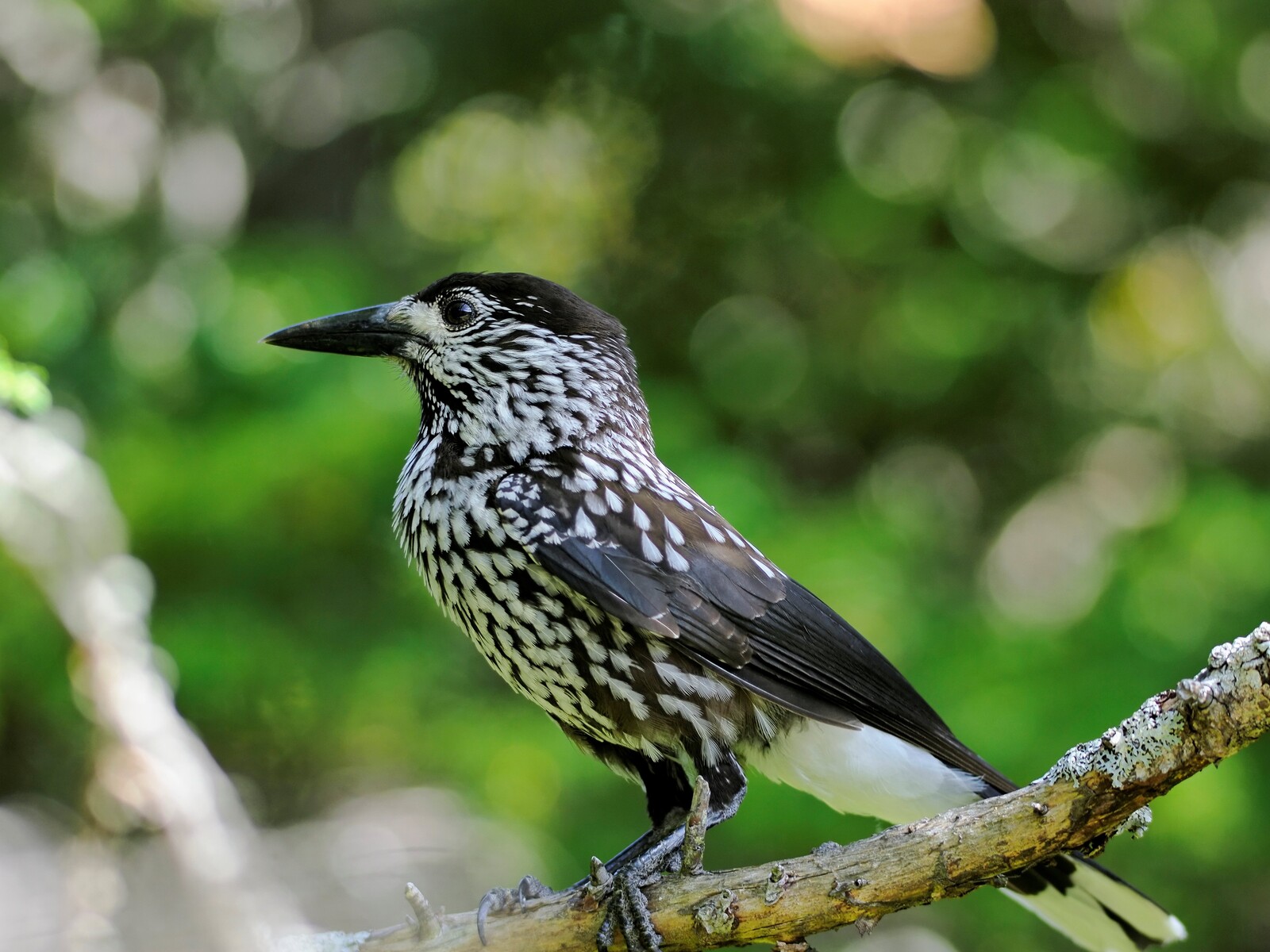 投稿：BORG107FLによる秋の野鳥5態 2023/11/26 : 中川光学研究室ブログ