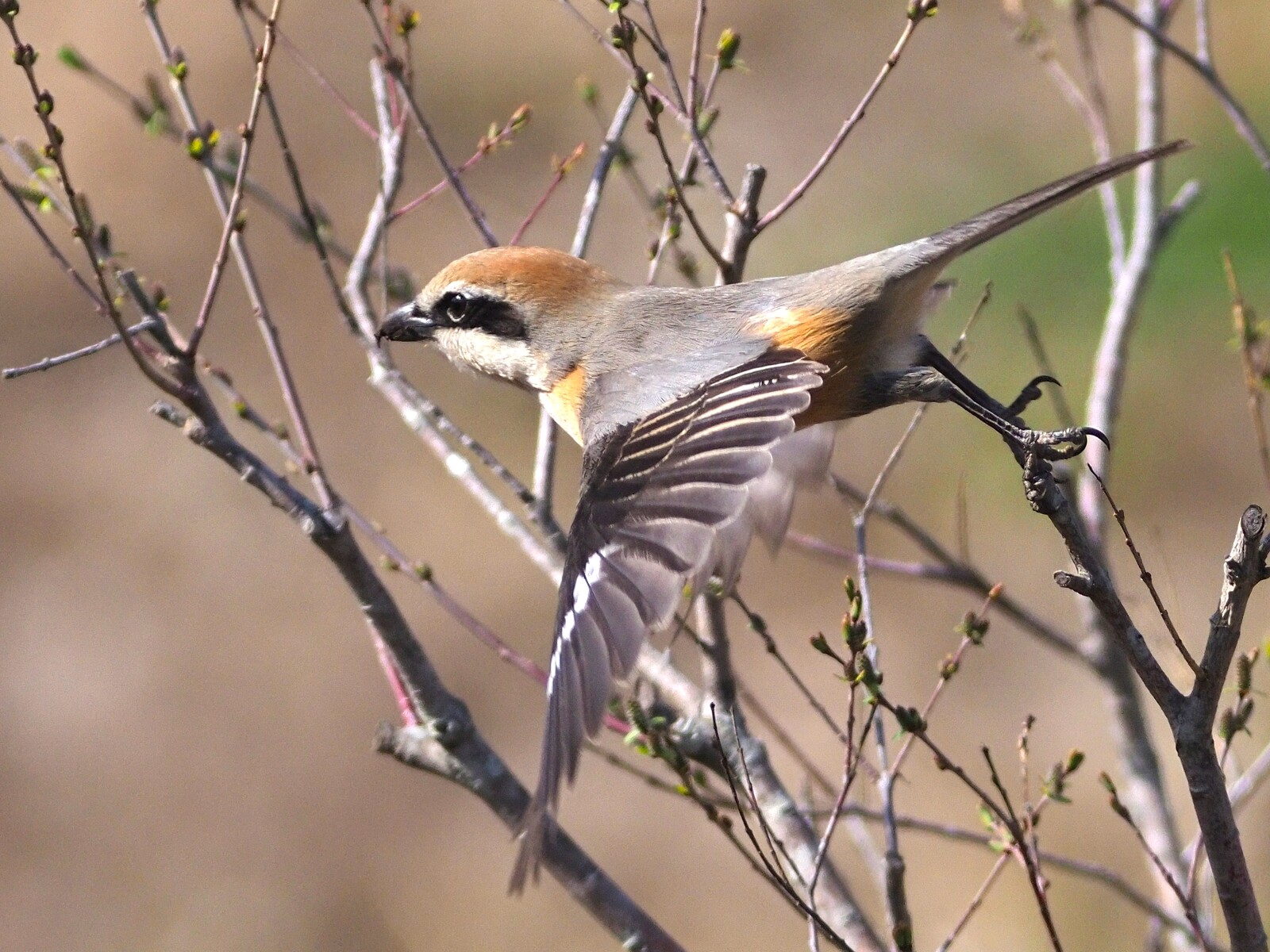 投稿 Borg107flによるモズの給餌 22 04 07 中川光学研究室ブログ