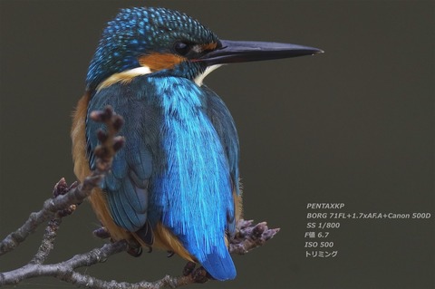 カワセミ 投稿：AFBORGによるカワセミ5態 2021/12/10 : 中川光学研究室ブログ