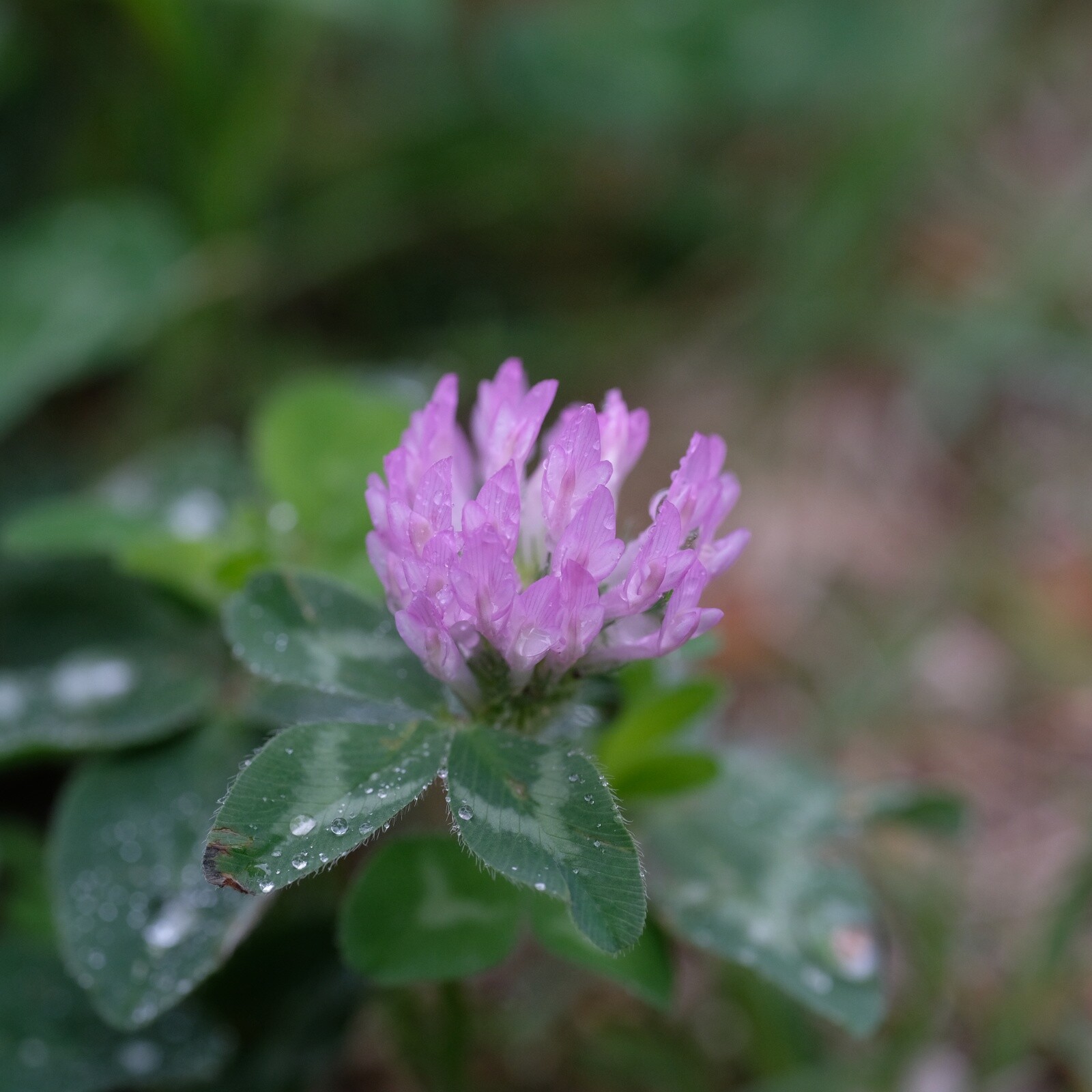 新製品 Laowa65mmf2 8 ２倍マクロ 雨上がりの花と虫 06 12 中川光学研究室ブログ