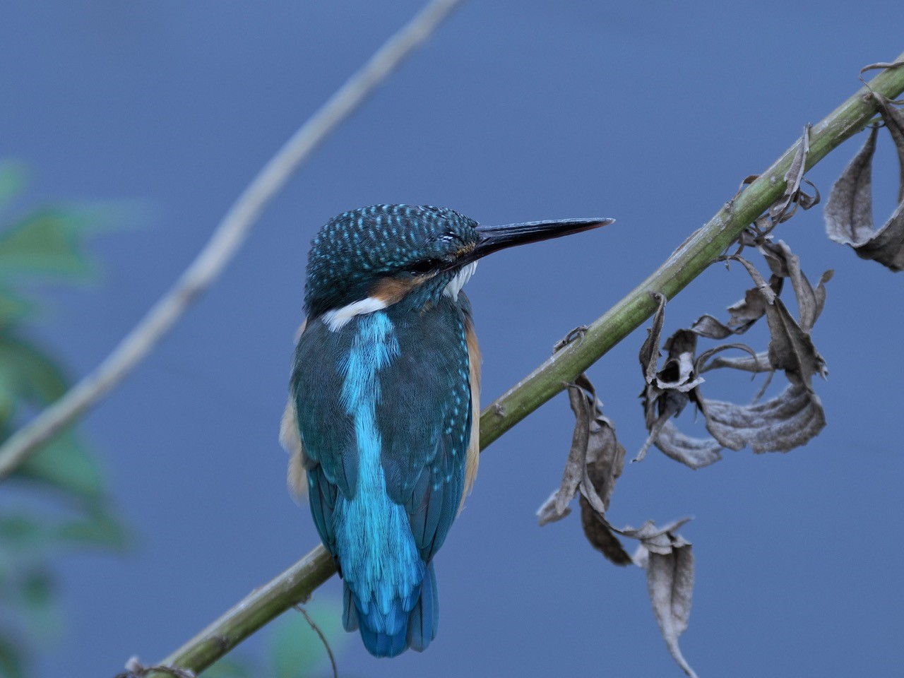 投稿 Borg72flによるカワセミ 22 09 13 中川光学研究室ブログ