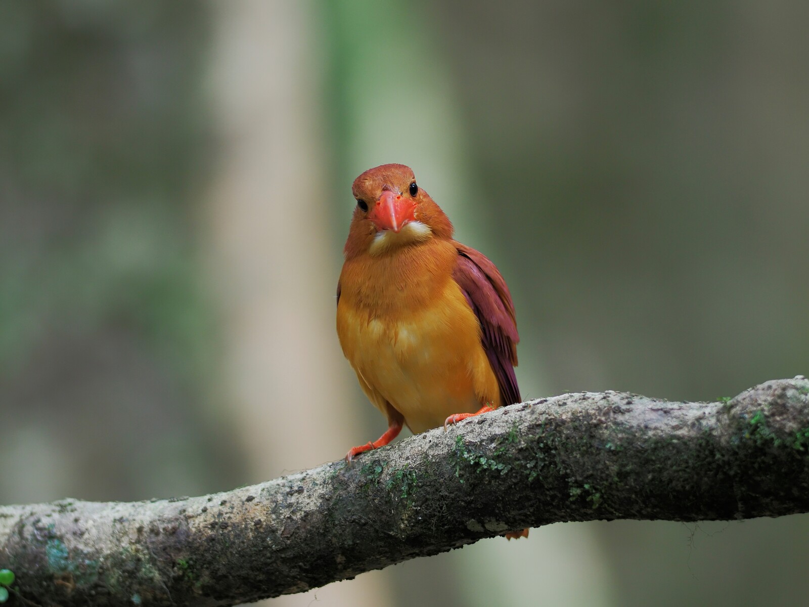 暗い森の中で活躍するBORG107FLによるアカショウビン 2024/06/11