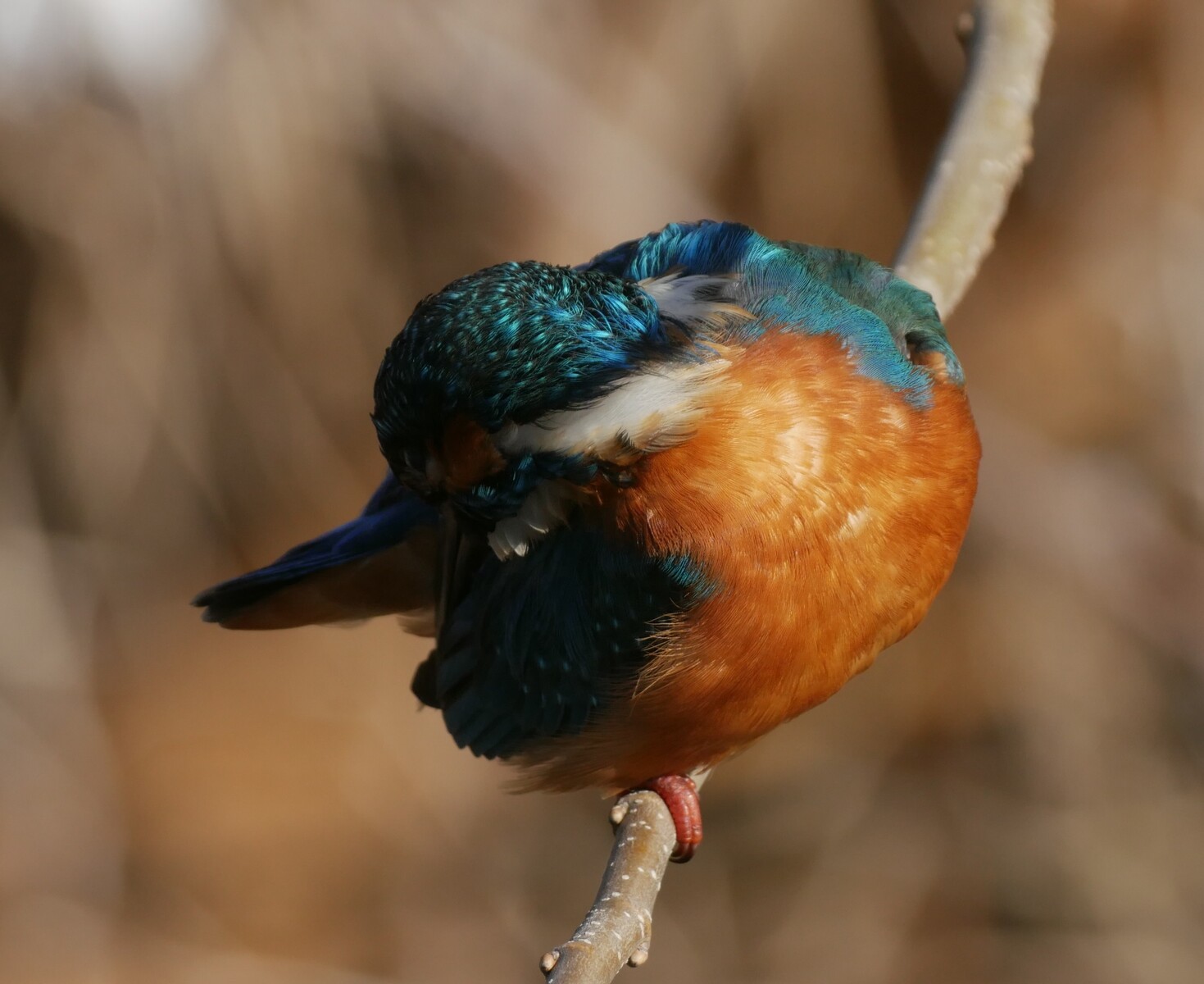 BORG72FLによるカワセミの背中とお腹 2020/02/07 : 中川光学研究室ブログ