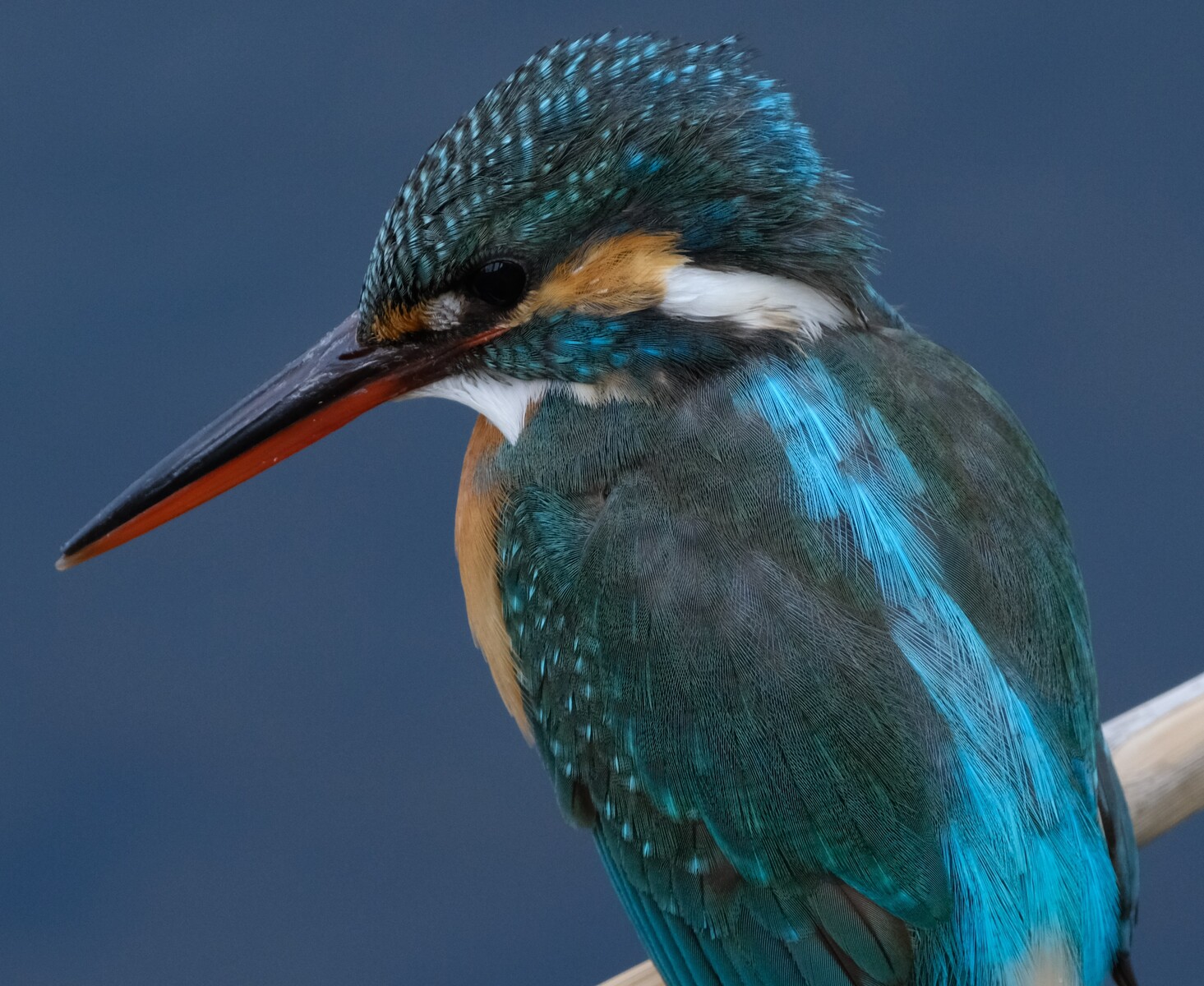 BORG72FLによる見返り美人カワセミ 2020/03/08 : 中川光学研究室ブログ