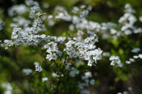 DSCF8538s