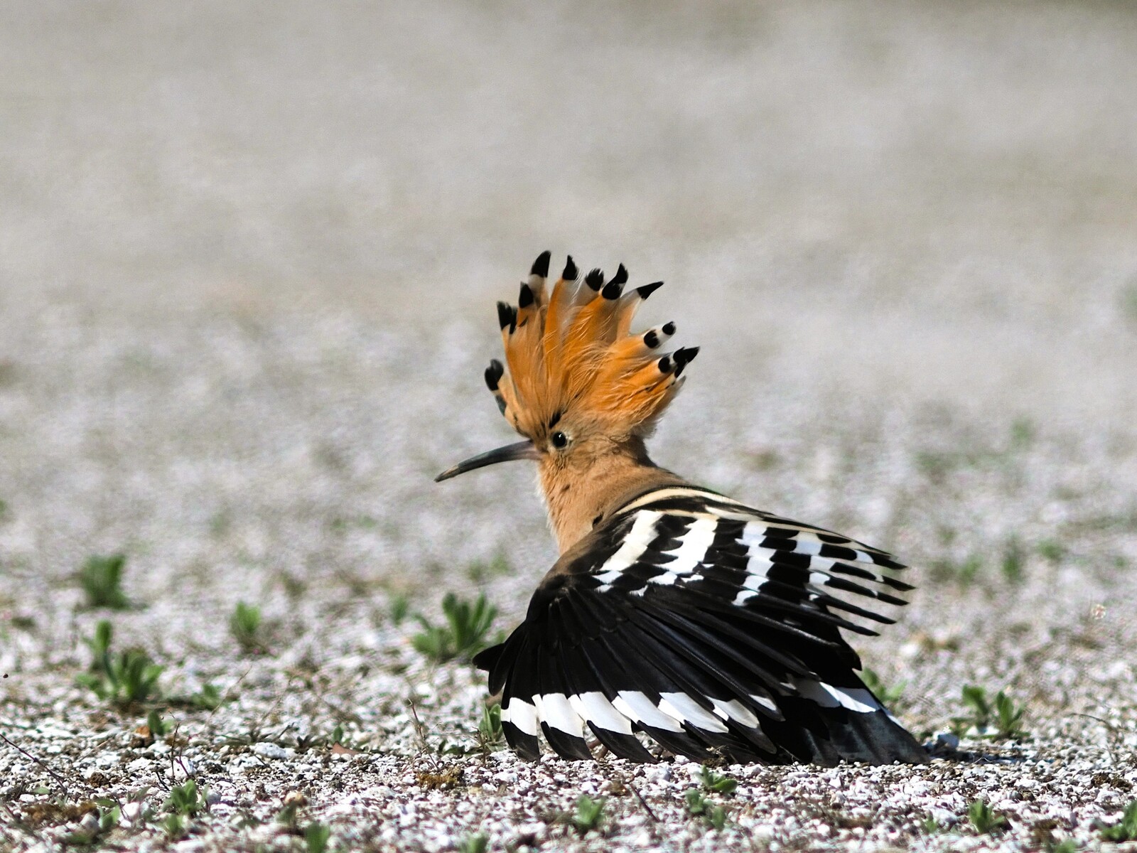 投稿：珍鳥ヤツガシラ 2025/04/12 : 中川光学研究室ブログ