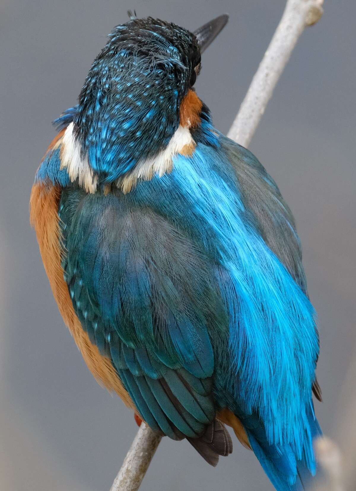 The sound of kingfishers. Birdsong. Wild birds in Japan
