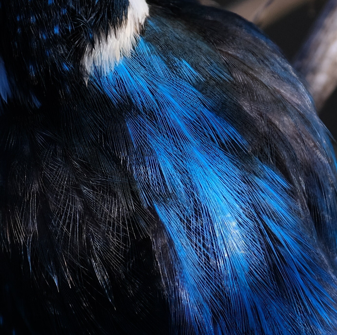 BORGオフ会レポート②～72FLによるドアップカワセミ（中川） 2022/01