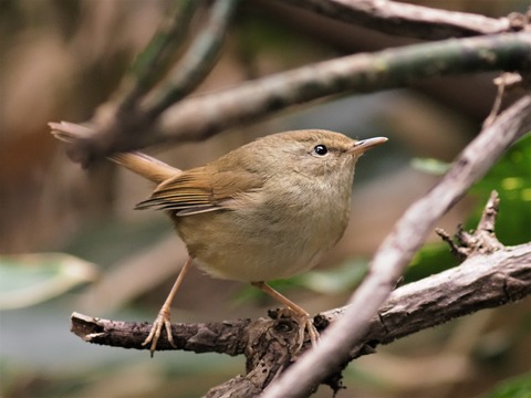 投稿：BORGによる野鳥3種 2021/01/21 : 中川光学研究室ブログ
