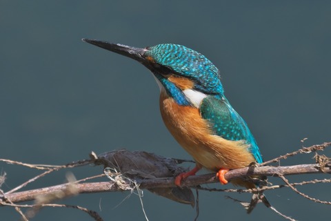 BORGオフ会・2024年春編③～カワセミ作例 2024/04/14 : 中川光学研究室