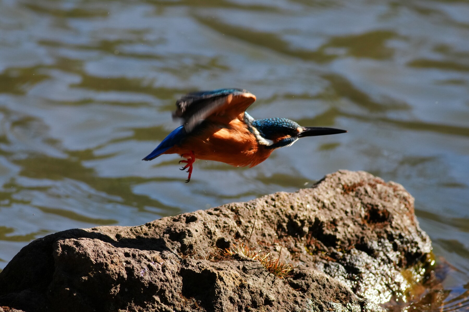 冬の水鳥（写真） 投稿：初冬の高地の水場で出会った野鳥 2026/01/17 : 中川光学研究室ブログ