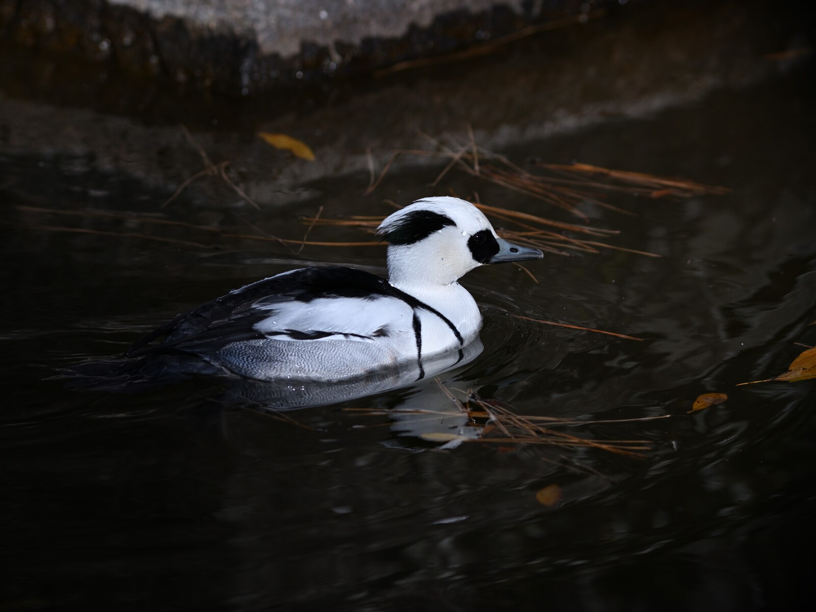 投稿：都市公園のカモたち 2025/02/11 : 中川光学研究室ブログ