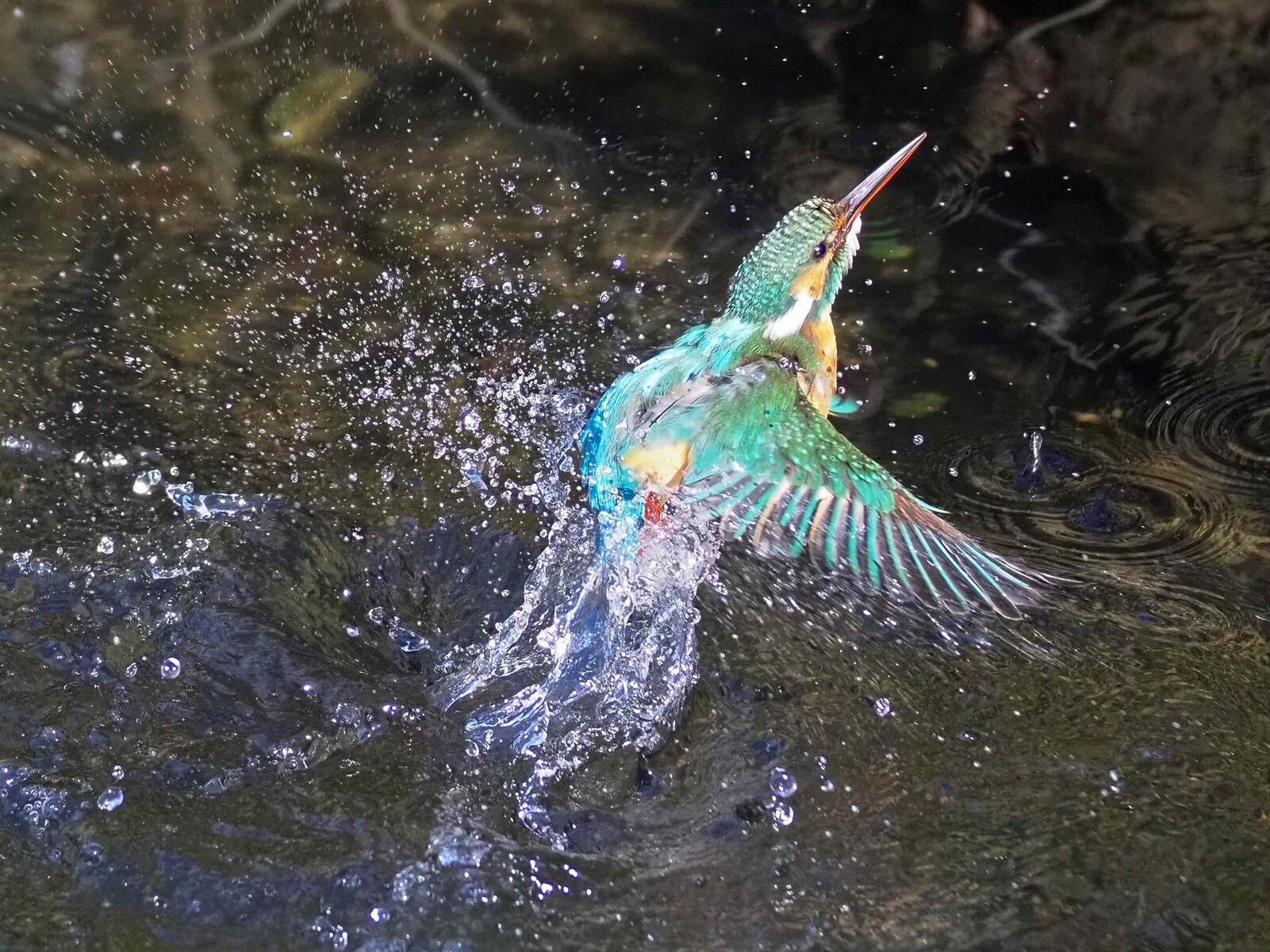 投稿：カワセミ飛びモノ5態 2021/11/23 : 中川光学研究室ブログ