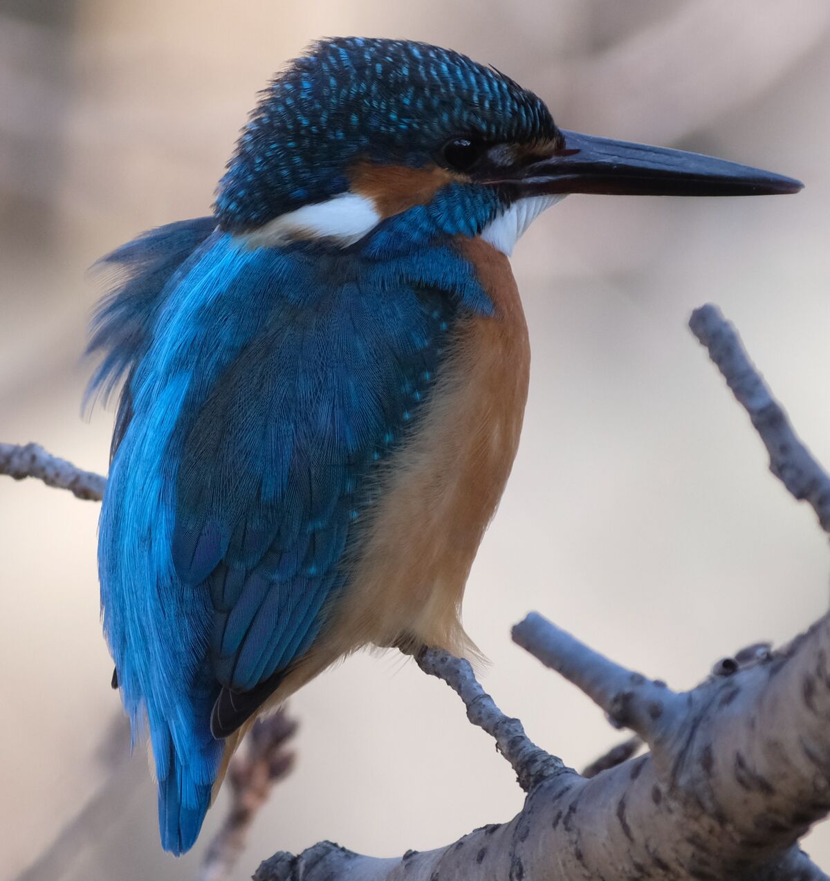 はるき　本物！カワセミのツガイ、剥製、美品 はるき様専用 本物！カワセミのツガイ、剥製、美品 - メルカリ