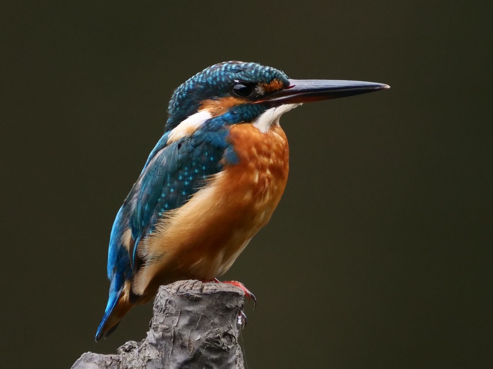 BORG90FLによるカワセミ③ 2019/09/20 : 中川光学研究室ブログ