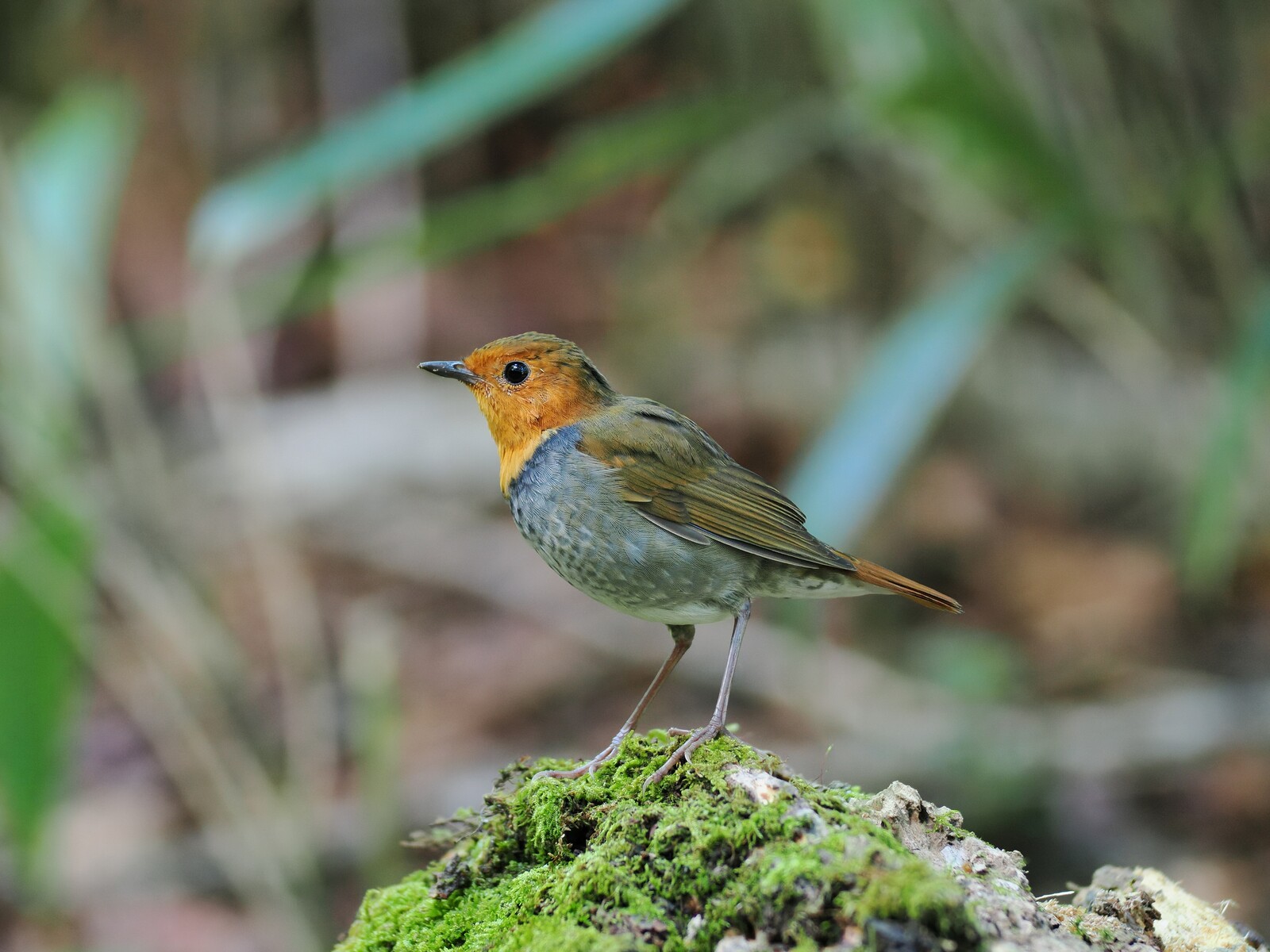 【CBT113】10cm級 マトリョーシカ (中) スベトラーナ ウソ/うその鳥 スべトラーナ・カバノワ作 マトリョーシカ3個組 花と鳥(赤