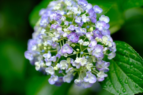 s_DSCF3172