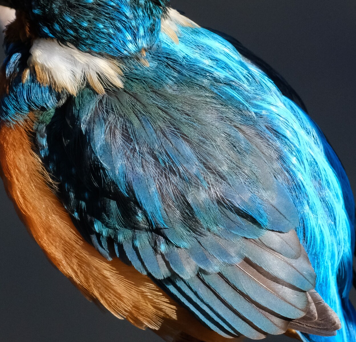 BORG72FLによる高解像度カワセミ② 2020/02/15 : 中川光学研究室ブログ