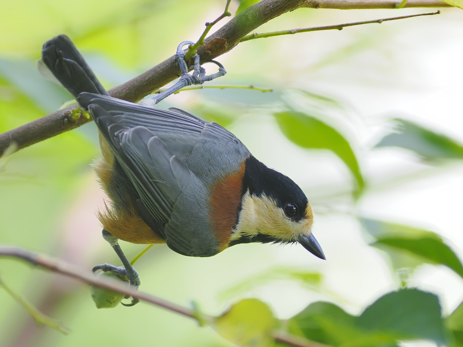 ヤマガラ様専用 ジョウビタキさま専用です コーヒーヤロウ様専用