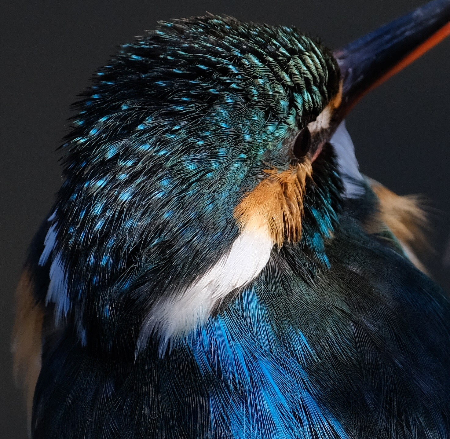 カワセミ BORGオフ会レポート②～72FLによるドアップカワセミ（中川） 2022/01