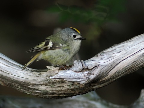 訪問着　フルセット　キセキレイ　キビタキ　野鳥　上村米重　難あり　練習用　I2 投稿：涼しい高地の野鳥たち【追記】2025/07/29 : 中川光学研究