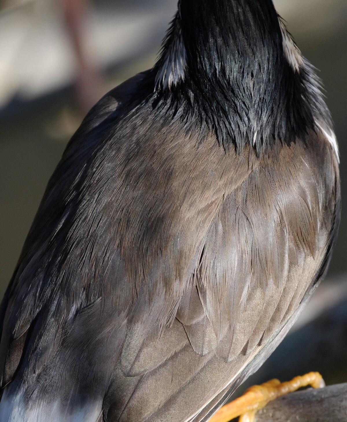 Borg72flによるカワセミ ムクドリ 03 03 中川光学研究室ブログ