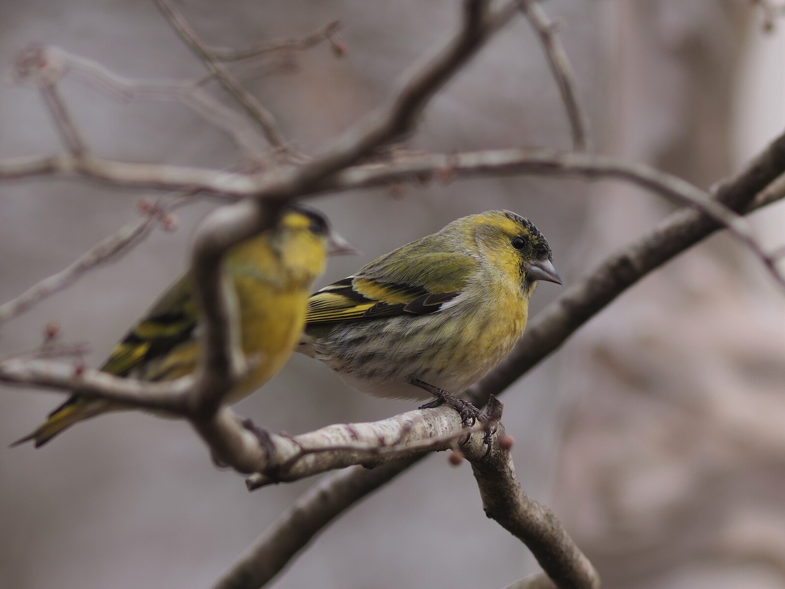 投稿:BORG89EDによる野鳥5態~ミヤマホオジロ・カシラダカ 投稿:BORG89EDによる野鳥5態~ミヤマホオジロ・カシラダカ