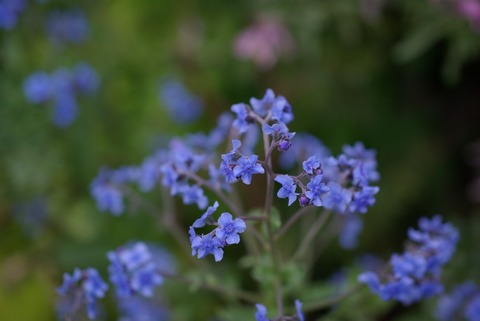 s_IMGP2586