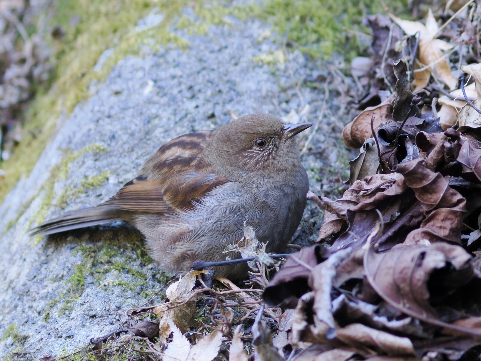 投稿：珍鳥コホオアカと会いたい鳥たち 2025/03/27 : 中川光学