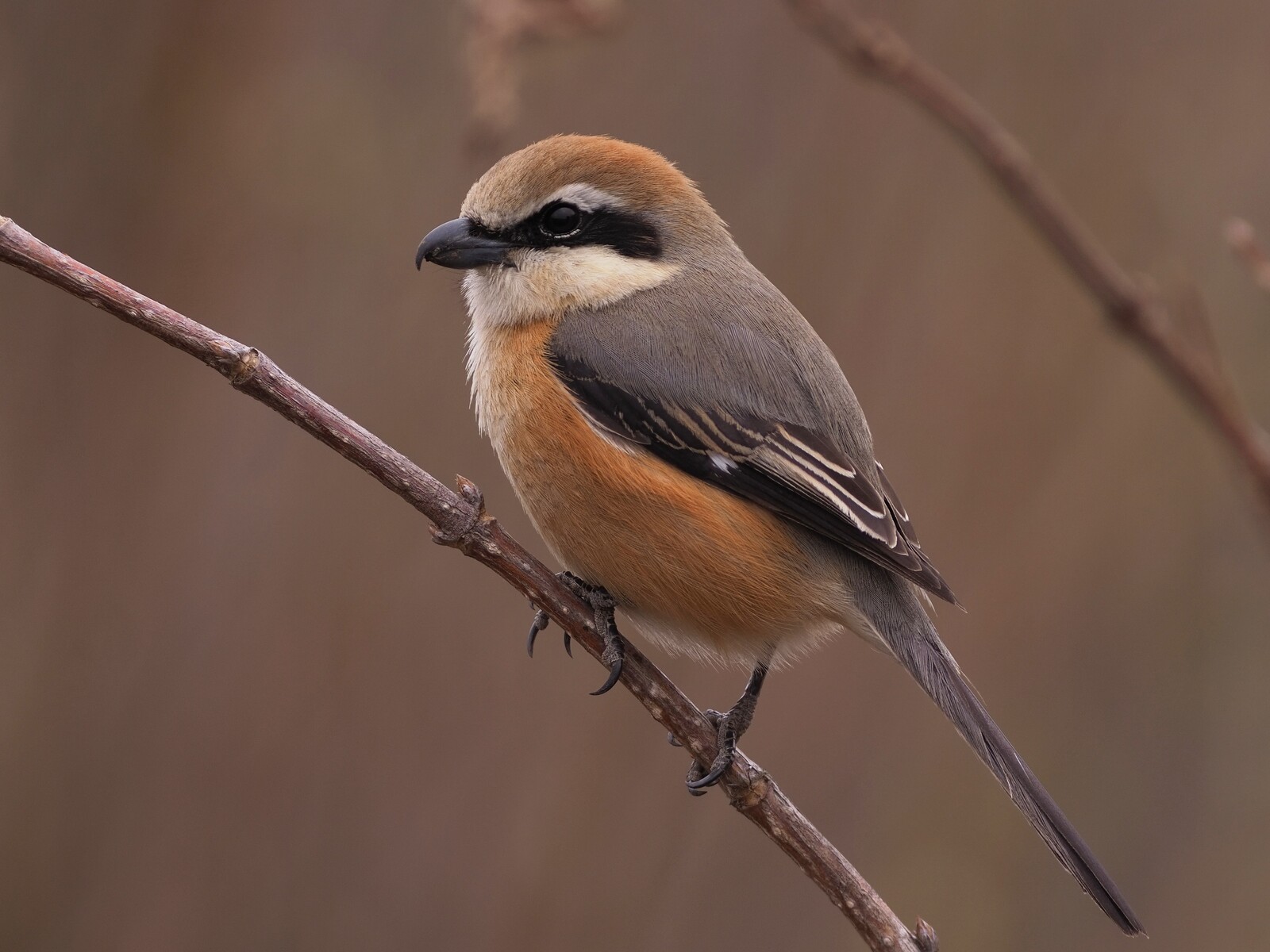 投稿：モズ5態にみる「BORGライフを豊かに送ってもらうために」 2023