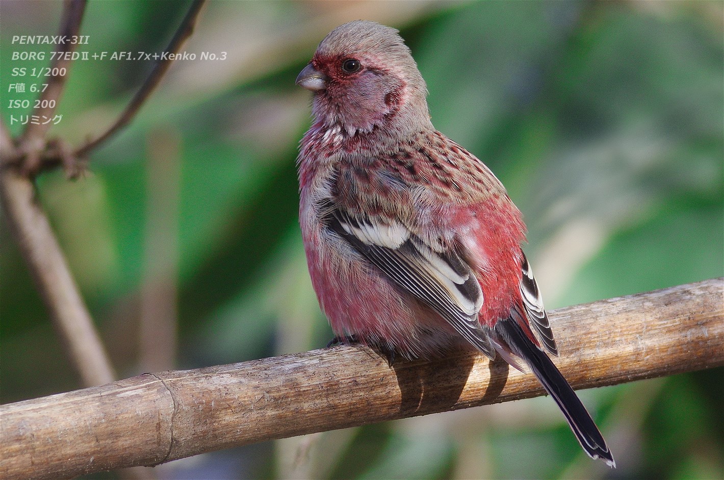 トーリク 商品詳細 | KITACO