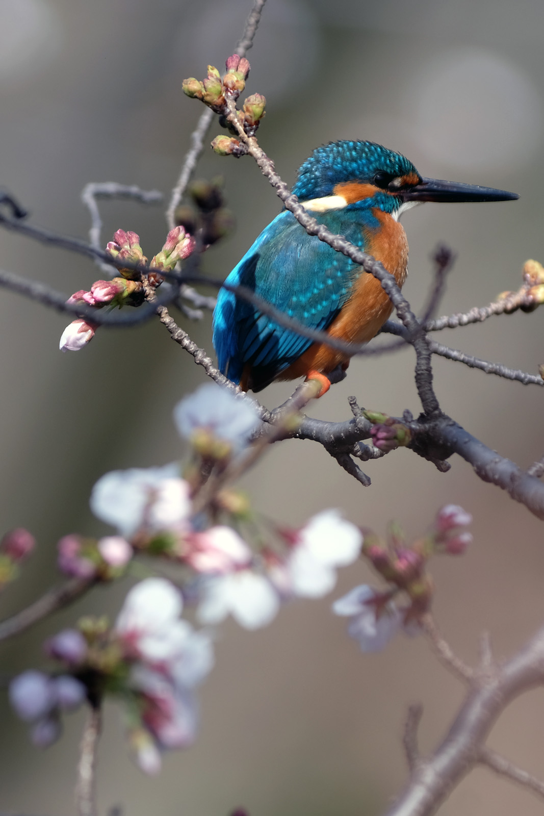 投稿 Borgによる桜カワセミなど 03 28 中川光学研究室ブログ 投稿 Borgによる桜カワセミなど 03 28 中川光学研究室ブログ