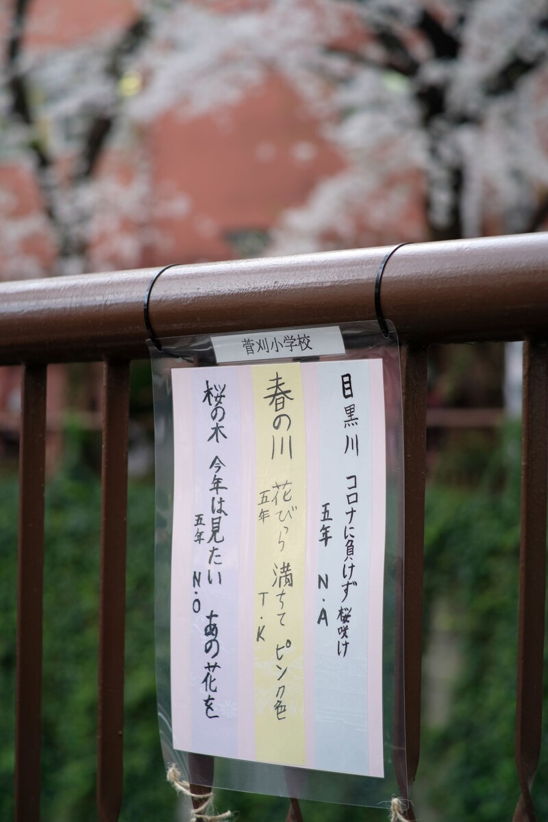 目黒川の桜と小学生の俳句 満月 21 03 30 中川光学研究室ブログ 目黒川の桜と小学生の俳句 満月 21 03 30 中川光学研究室ブログ