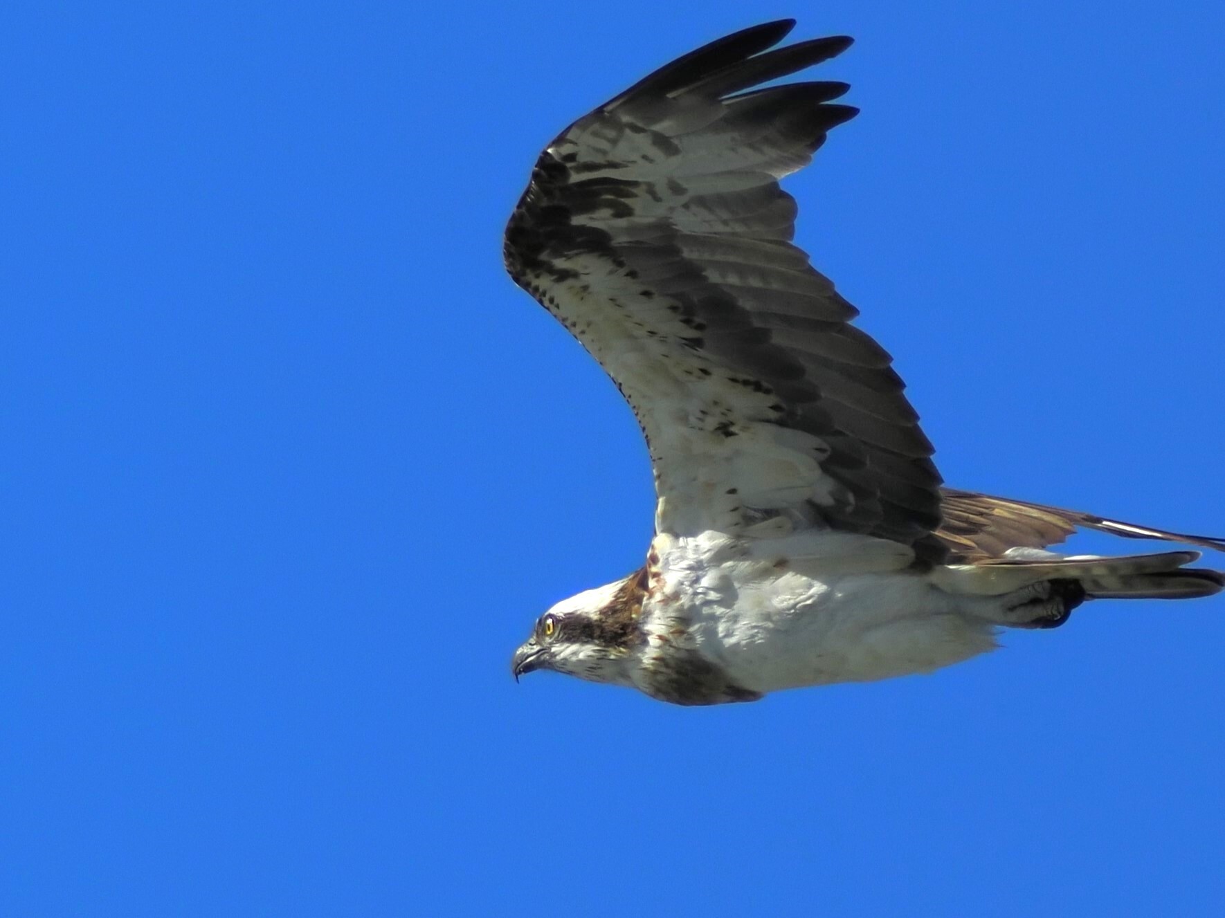投稿：ミサゴの飛びもの5態 2025/01/05 : 中川光学研究室ブログ