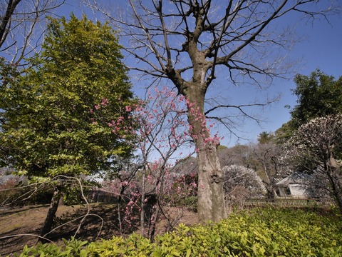 _1300458s