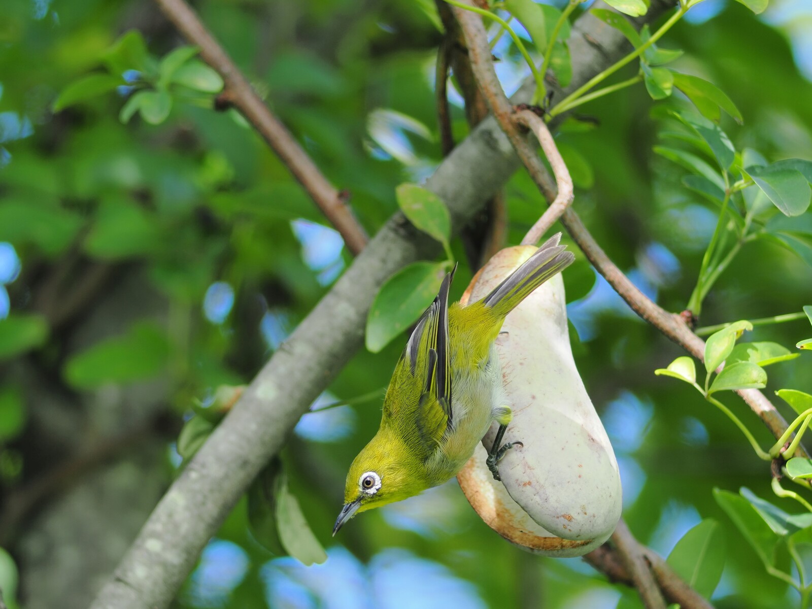 投稿：公園で見られる野鳥たち 2025/01/21 : 中川光学研究室ブログ