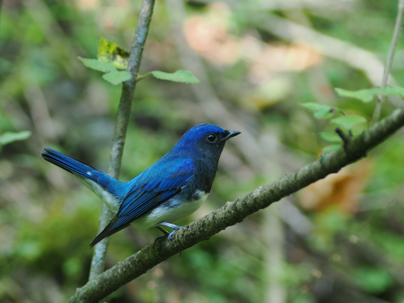 投稿：渡り前の夏鳥と高地の蝶 2024/09/27 : 中川光学研究室ブログ