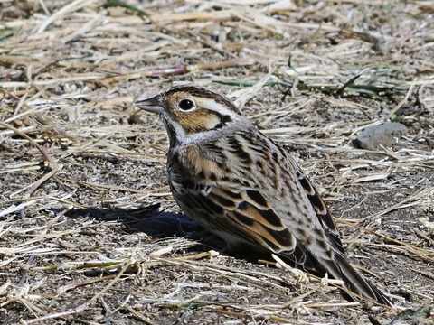 空の鳥を見よ（大型本） 空の鳥を見よ | ジョン・ストット, ジョン・ストット, あやめ池