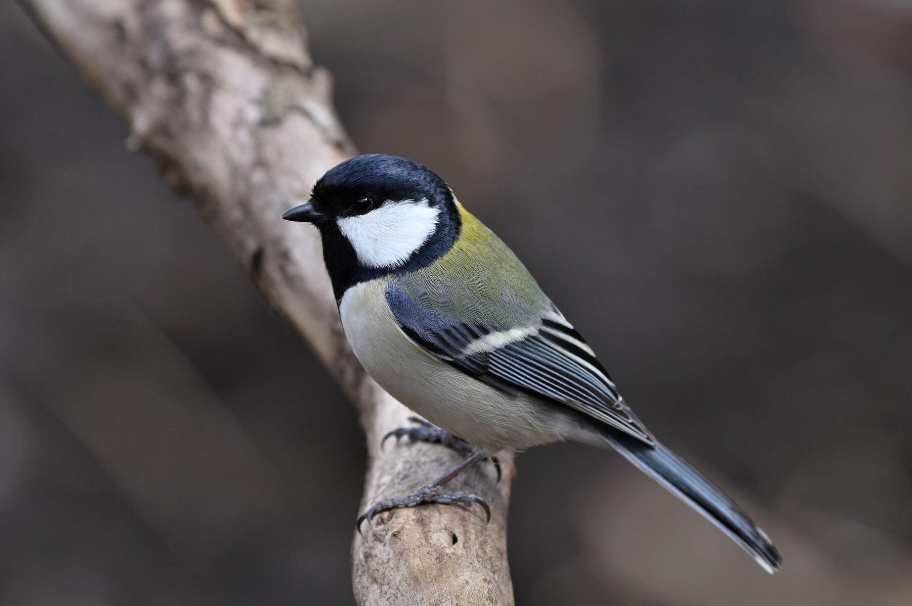 投稿:BORG107FLによる身近な野鳥5態 2022/03/02 : 中川光学 投稿:BORG107FLによる身近な野鳥5態 2022/03/02 : 中川光学