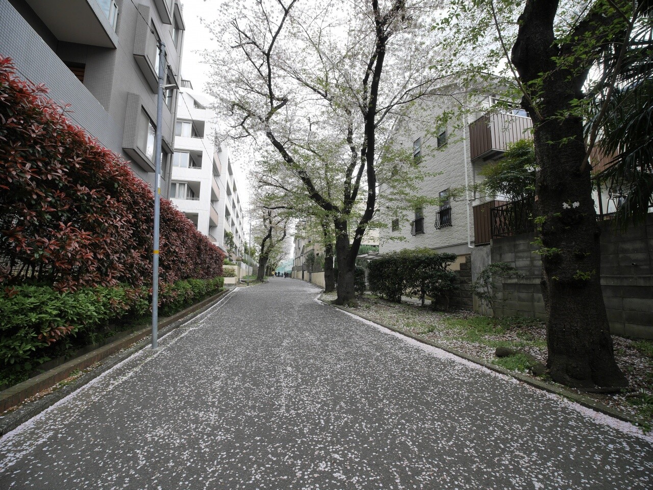 國學院大學付近 04 12 中川光学研究室ブログ