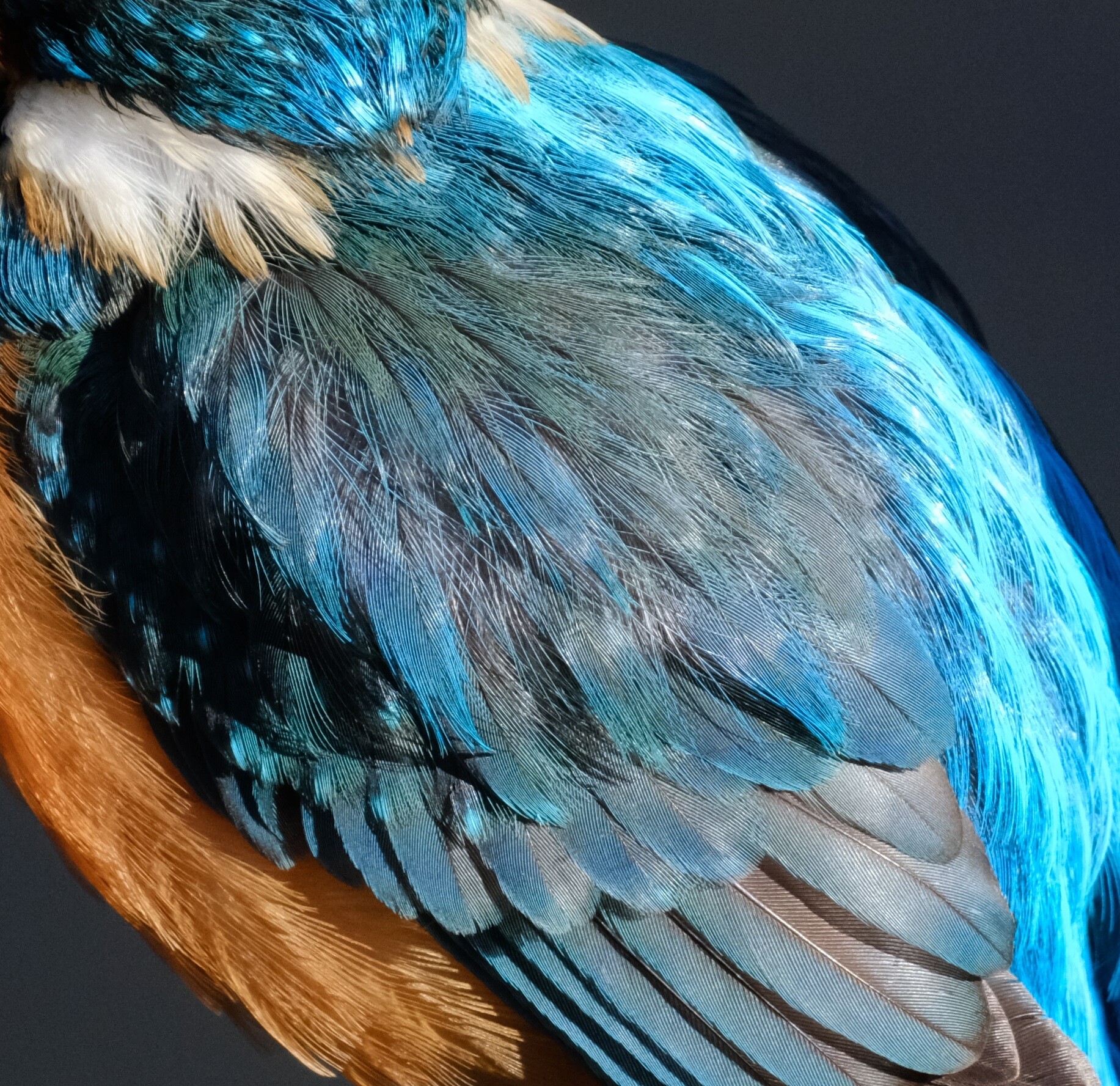 BORG72FLによる高解像度カワセミ② 2020/02/15 : 中川光学研究室ブログ